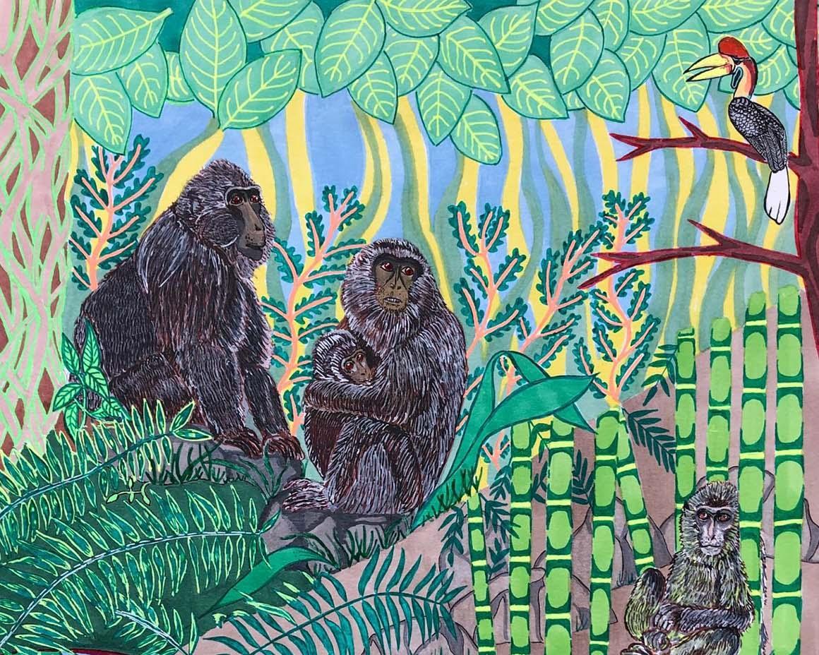 Moor macaques (Macaca maura) who forage and live in both forested and anthropogenic environments. This shows that they crop forage on maize. Conservation status: Endangered.