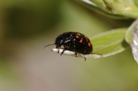 A beetle feeding on a green leaf.