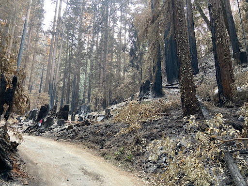 A group of hikers walking on a forest trail.