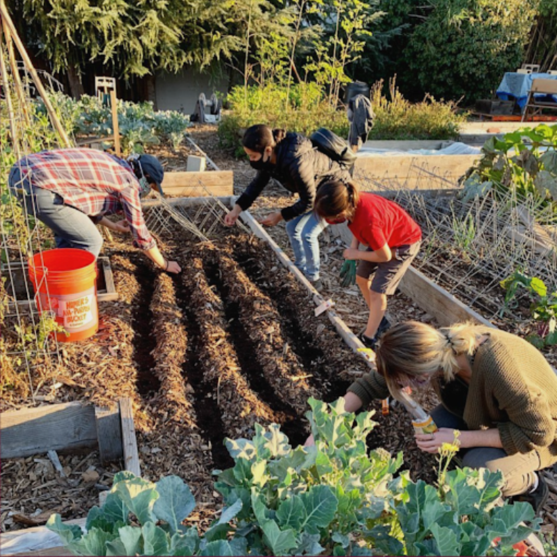 People planting crops in a garden.