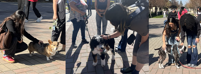 Collage of people and dogs at Santa Clara University