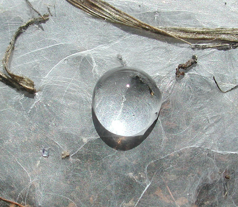 Water droplets will not penetrate this white silk; the insect weavers, known as webspinners, remain safe under their 