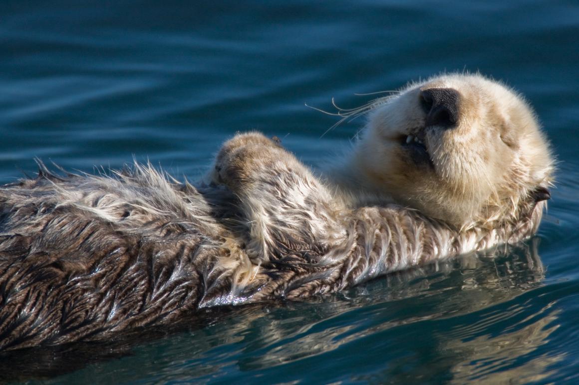Marvier post; Southern sea otter (Enhydra lutris nereis) in Morro Bay, California, photo by Mike Baird, licensed under the Creative Commons Attribution-Share Alike 2.0 Generic license.