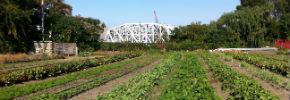 Urban agriculture field with rows of crops, greenery, and a building in the background. 