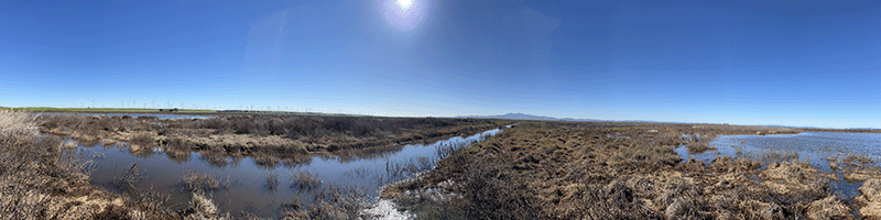 Suisun marsh