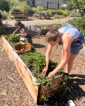 Sacred Nature students maintaining the Woodland Strawberry plants