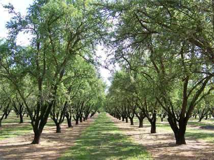 A grove of almond trees with green leaves in rows