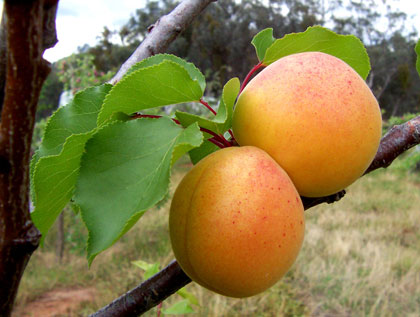 Two apricots on a tree branch with leaves.