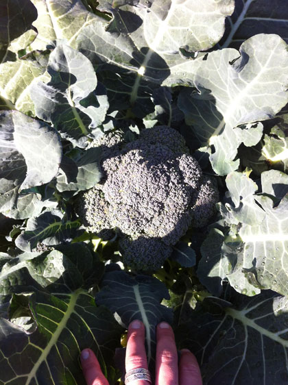 Close-up of a broccoli plant surrounded by leaves.