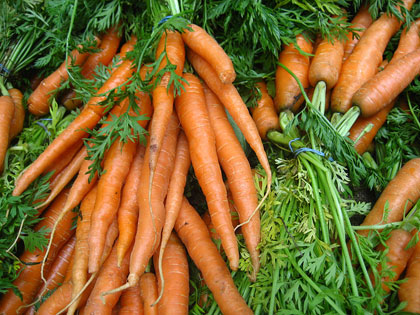 Freshly harvested carrots with green tops in a pile.