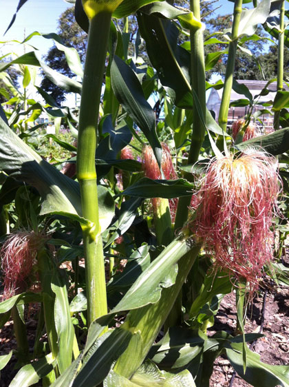 Corn stalks with cobs growing in a garden.