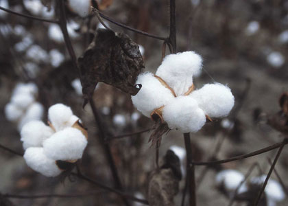 Cotton plants with white cotton bolls on brown stems.