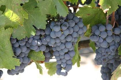 Clusters of purple grapes hanging from green vine leaves.