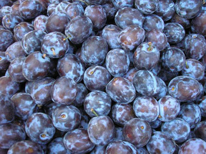 A close-up of a pile of fresh plums.
