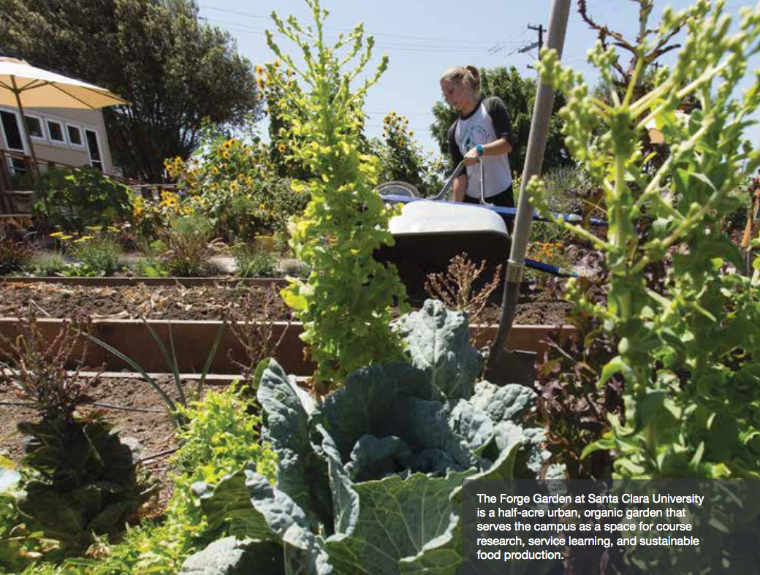 A person gardening with green plants and a sunny background. 