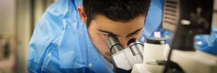 Matthew Findlay ('17), a bio engineering major, works on passaging kidney cells inside the tissue culture lab at the Bannan Engineering Building of Santa Clara University on September 3, 2015. (Photo credit: Joanne H. Lee/Santa Clara University)