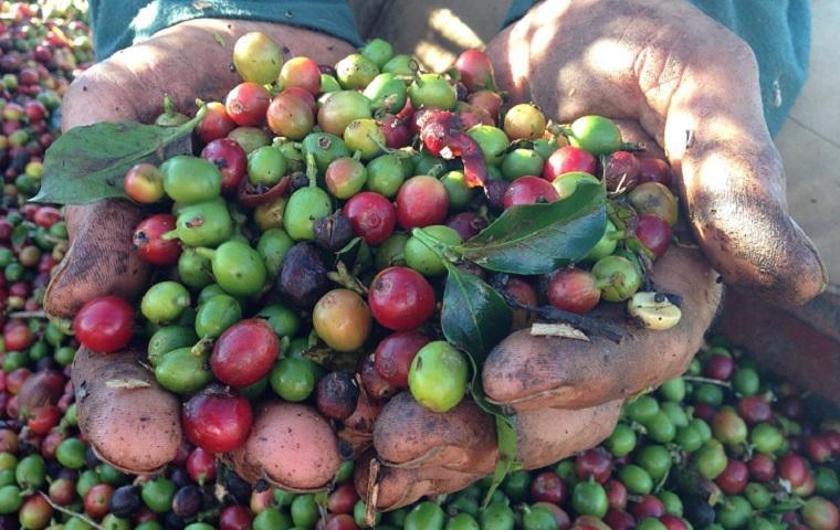 Hands holding recently harvested coffee beans.