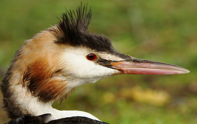 Close-up of a Grebe