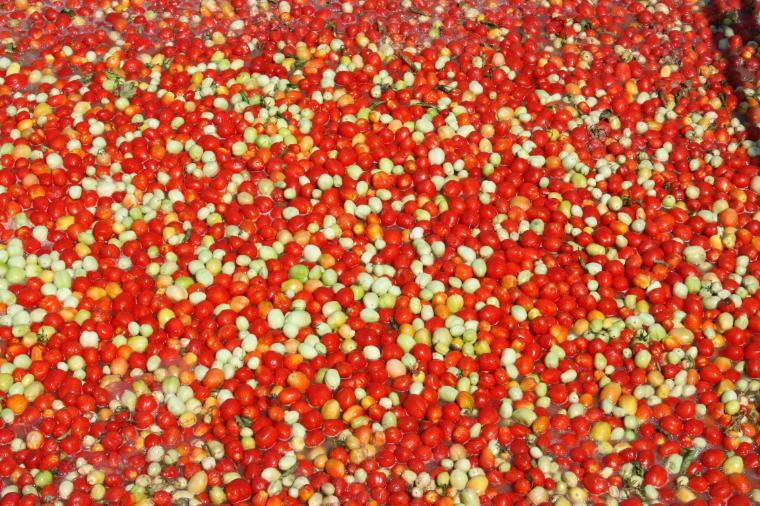 Tomatoes from pruett co.