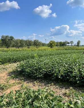 A field of green crops under a blue sky with clouds.