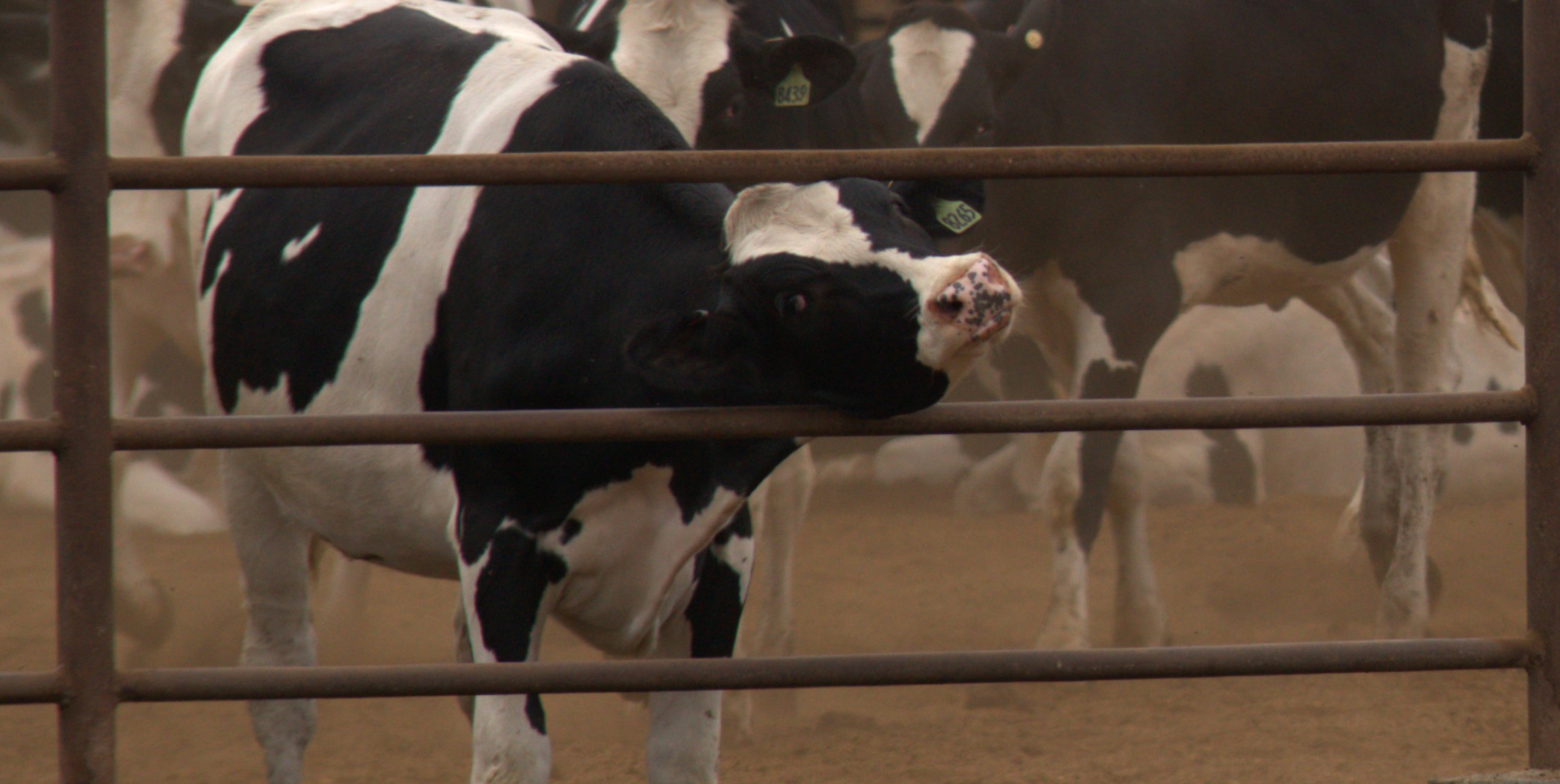 cow standing by a metal fence