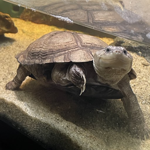 Morla (Chris Hanson)