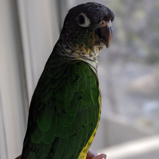 Zelda (Raisa Velazquez Bonet)