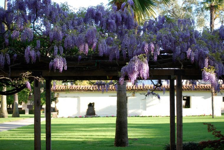Wisteria arbor in front of an adobe wall with green grass.
