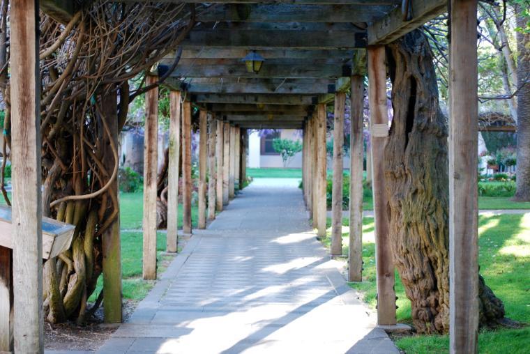 Wisteria-covered arbor walkway with shadows and sunlight on the path.