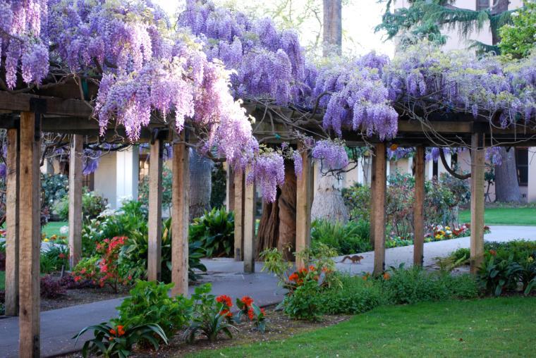 Alt text: Wisteria blooms on a wooden arbor in a garden.
