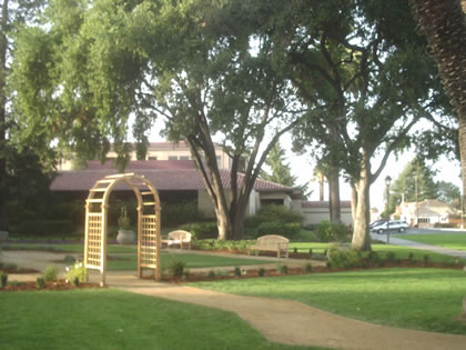 California Bay Tree, center, Live Oak, right