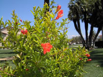 Pomegranate Shrub