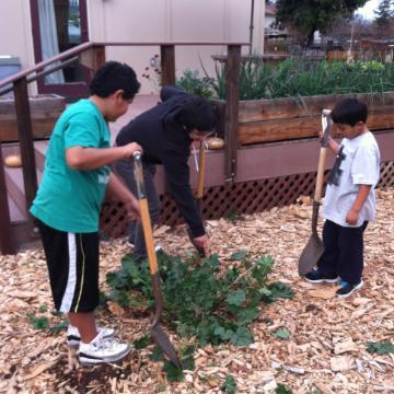 Three youth with shovels gather around a bush in a garden setting. Links to Feeding the World Pathway page.