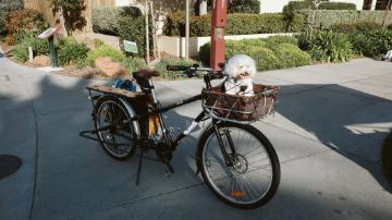 A puppy in the basket of a bicycle