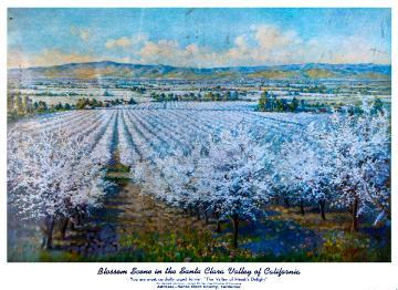 Vintage postcard with a view of santa clara valley's blossoming orchards