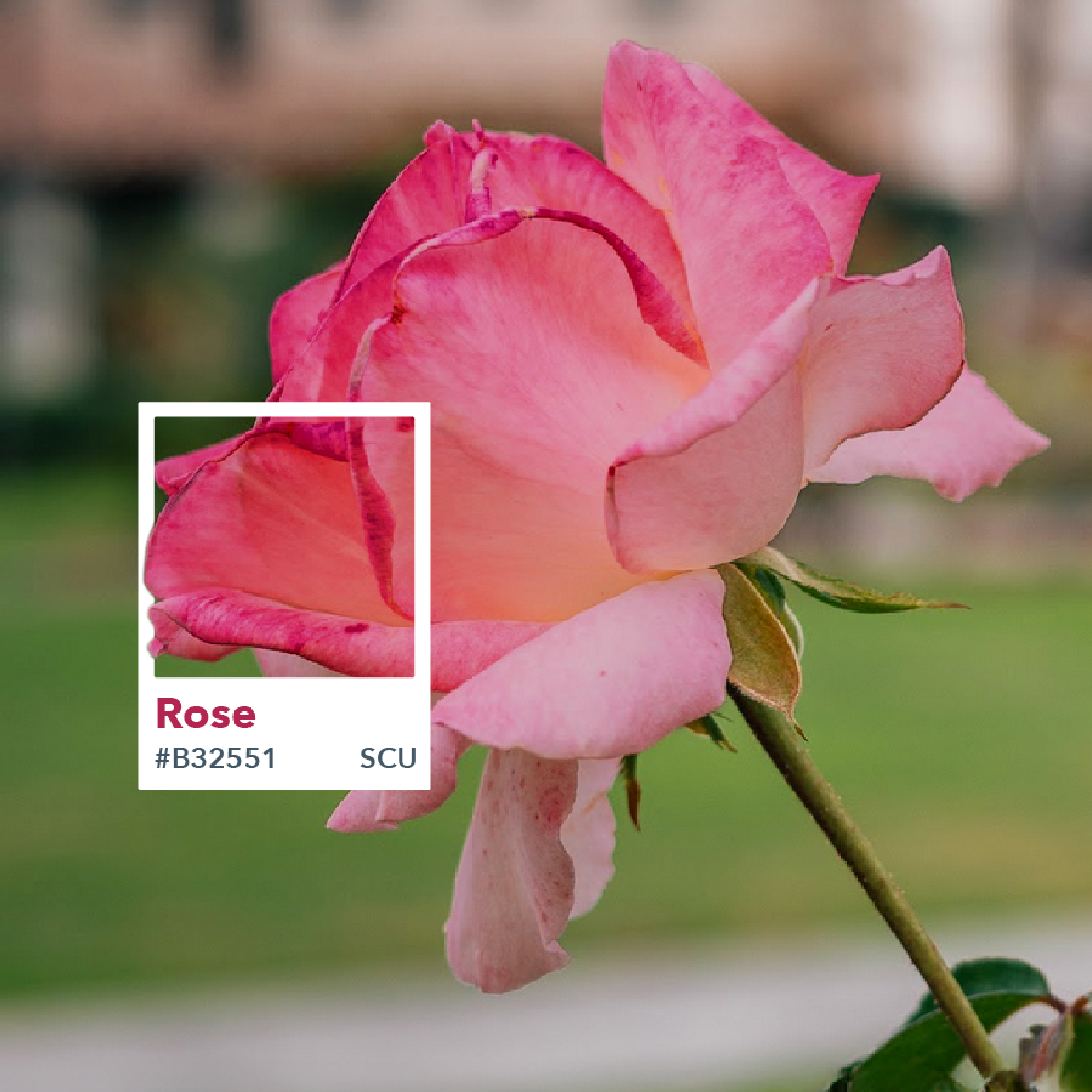 Pink Rose on Campus grounds representing brand color palette inspiration