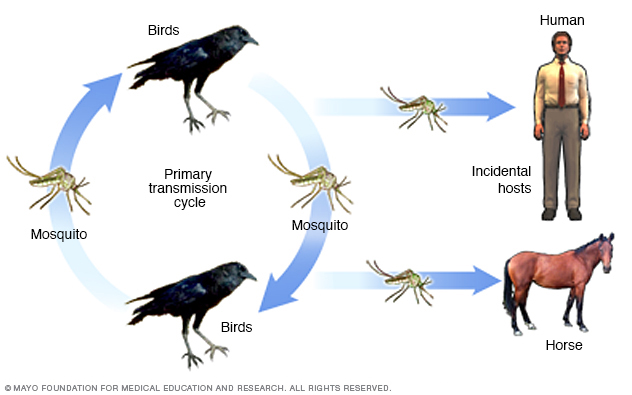 Diagram of West Nile Virus transmission cycle from bird to mosquito to humans and horses.