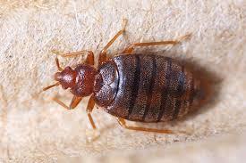 Close-up image of a bed bug on a textured surface.
