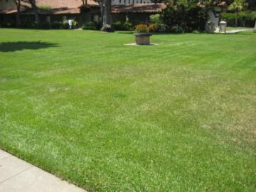 A well-maintained grassy lawn with trees and bushes in the background.