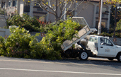 Truck collecting green waste like branches and leaves by the roadside.