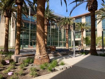 SCDI courtyard under construction but with palm trees planted image link to story